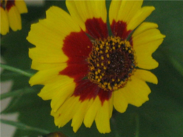 korepsis
